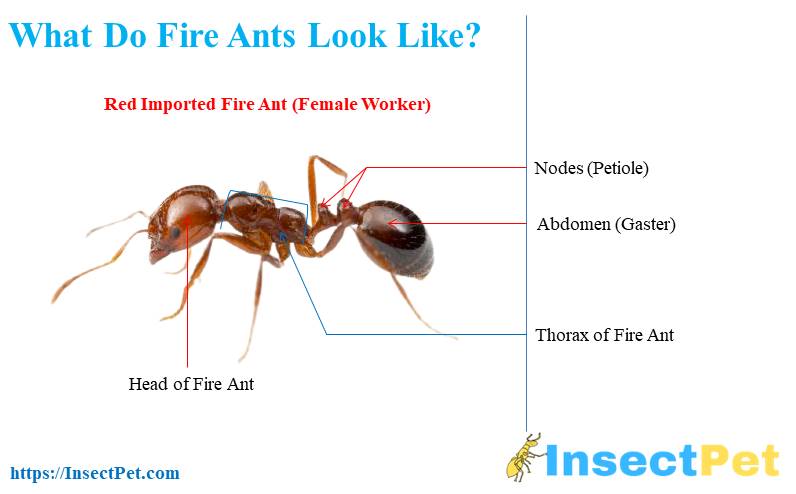 What does fire ant look like - Red Imported Fire Ant