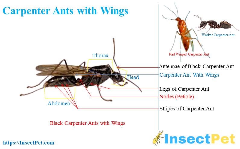 Black and Red Carpenter Ants with Wings