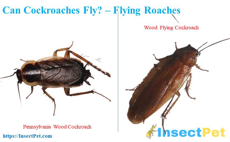 Can roaches fly