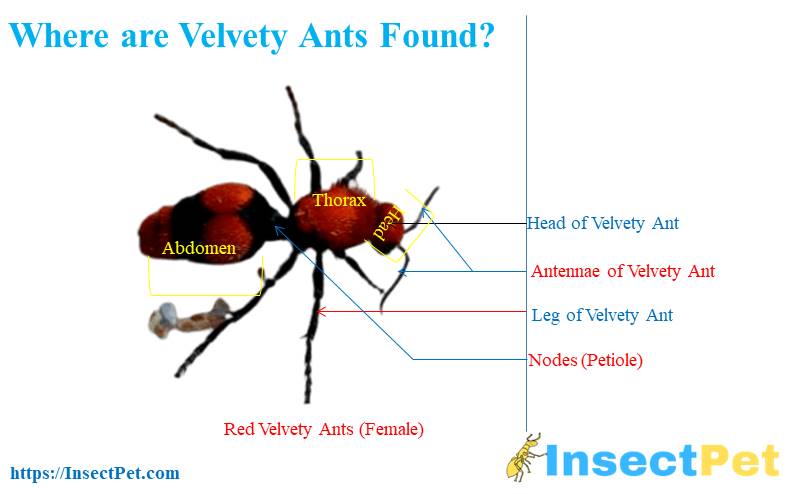 How to Identify Red Velvety Ants