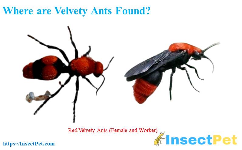 Where are Velvety Ants Found in USA