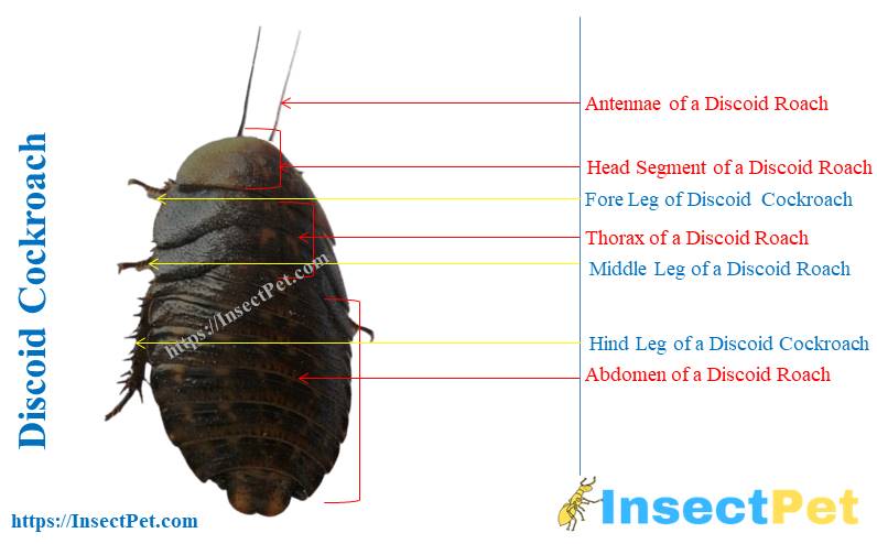 Discoid Cockroaches Facts