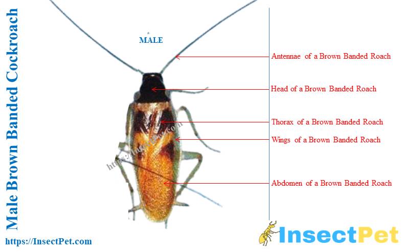 Male Brown Banded Cockroach Location