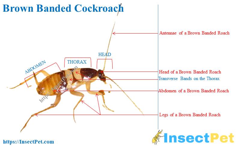 What Does a Brown Banded Cockroach Look Like