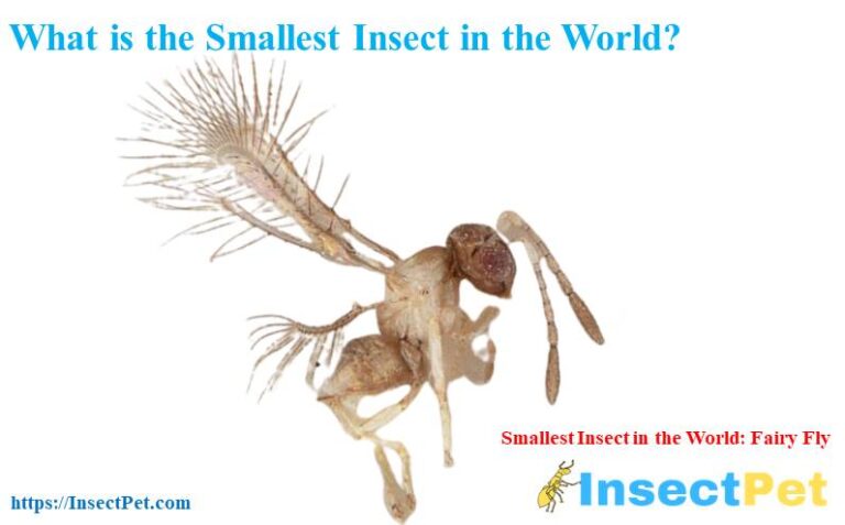 what-is-the-smallest-insect-in-the-world