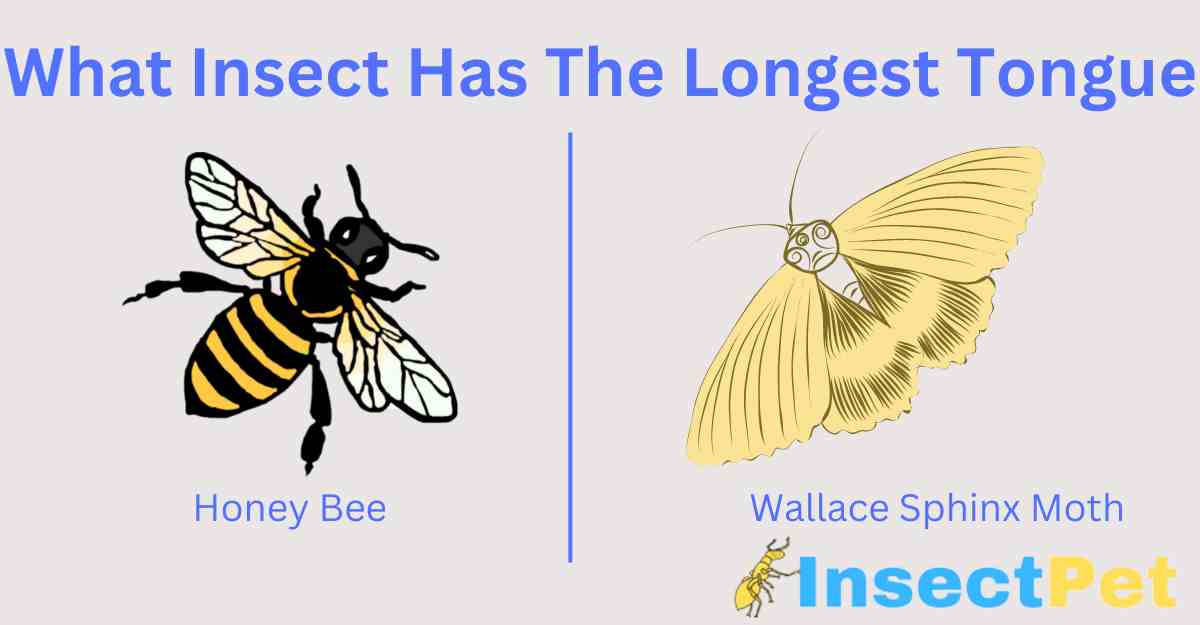 What Insect Has The Longest Tongue