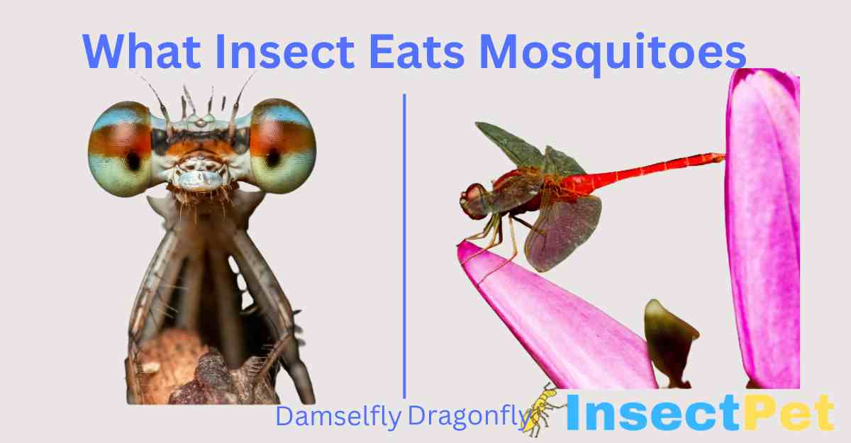 What insect eat mosquitoes