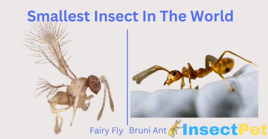 What is the smallest insect in the world