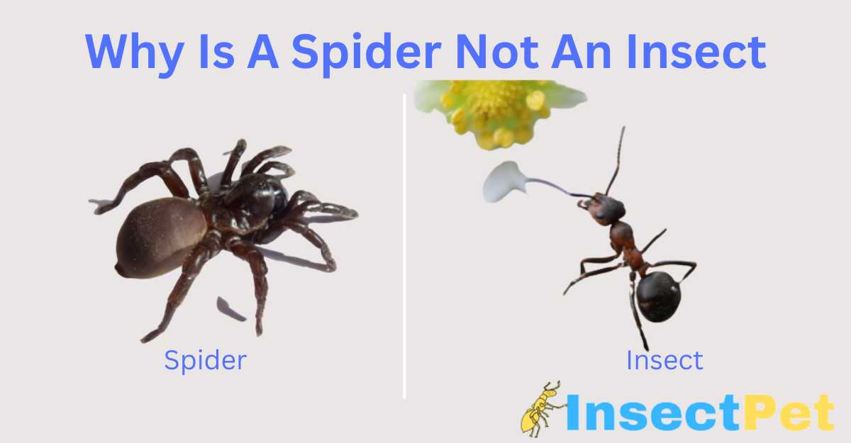 Why Is A Spider Not An Insect