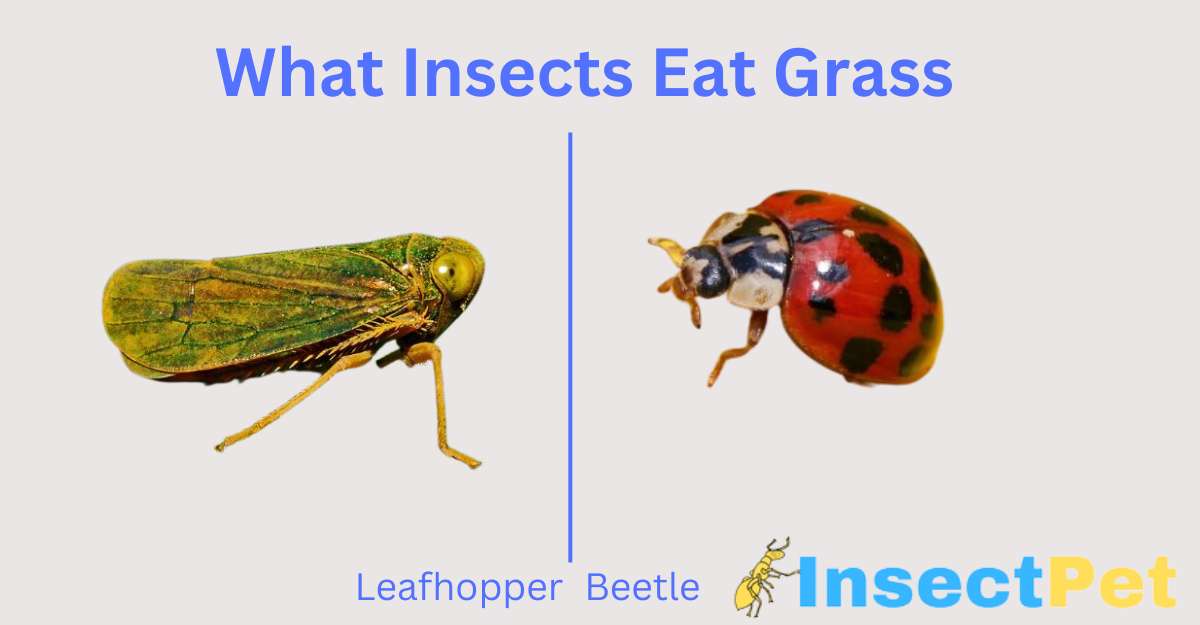 What Insects Eat Grass