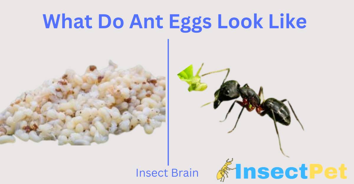 What do ant eggs look like