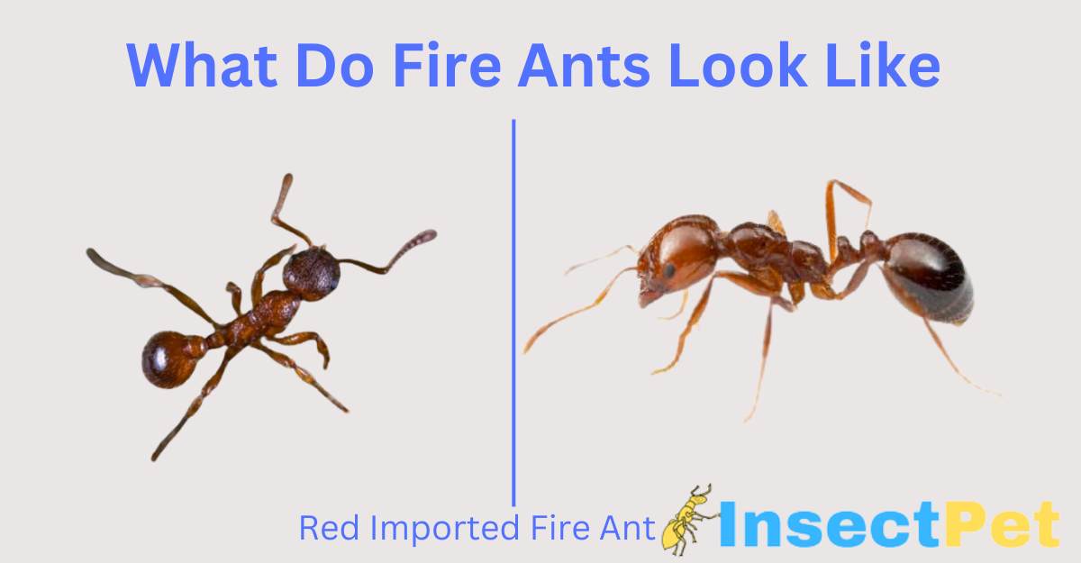 What do fire ants look like