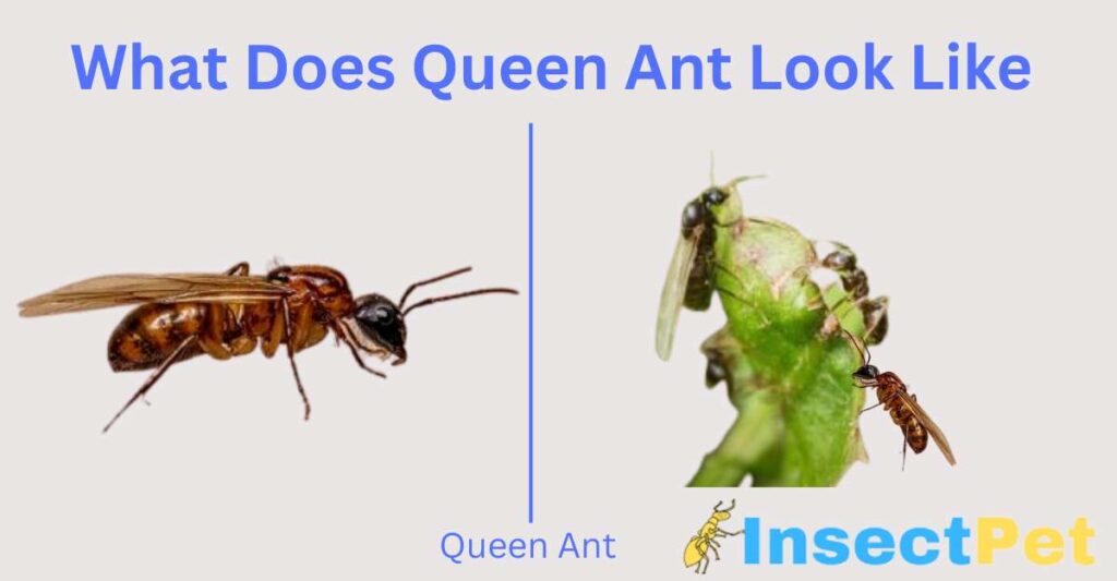 What does queen ant look like