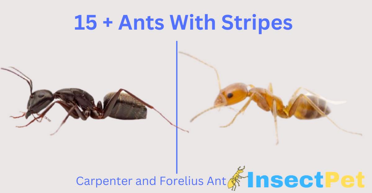 Ants with Stripes - 15+ Black and Yellow Striped Ant