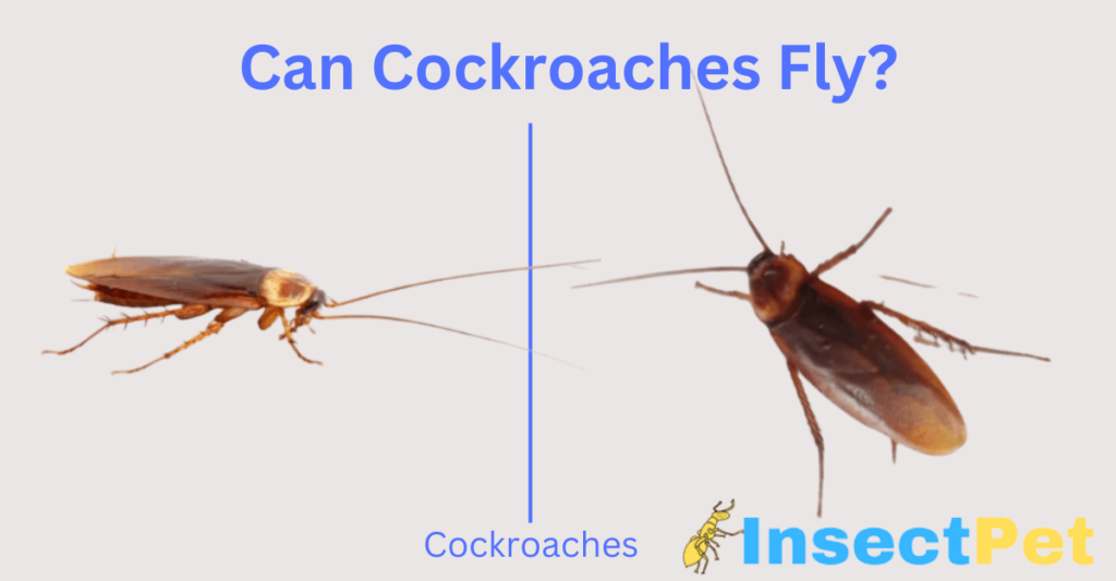 Can Cockroaches Fly in Air