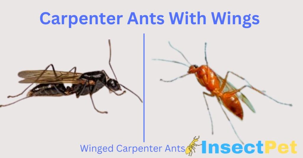 Carpenter Ants with Wings