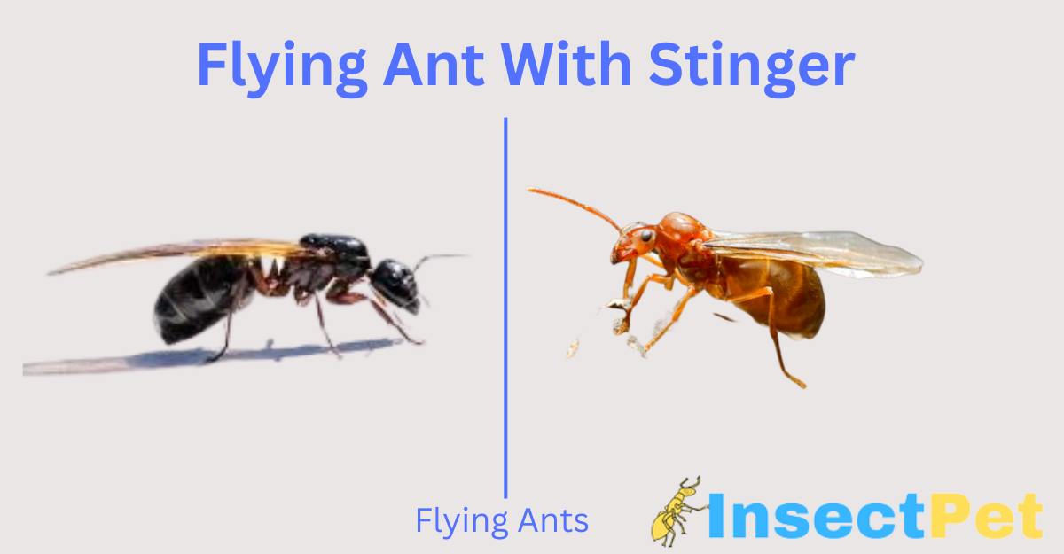 Flying Ant with Stinger