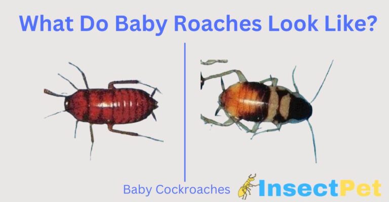 Babyface Insect What do Baby Cockroaches Look Like