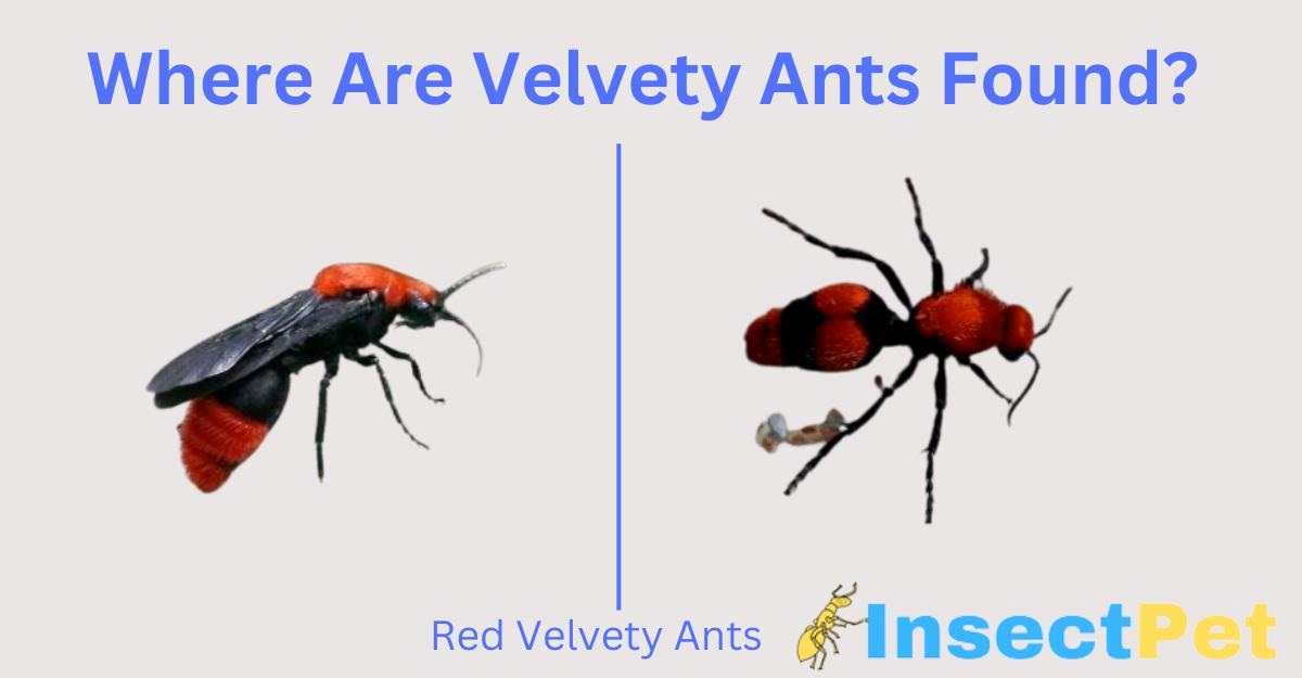 Where are velvet ants found