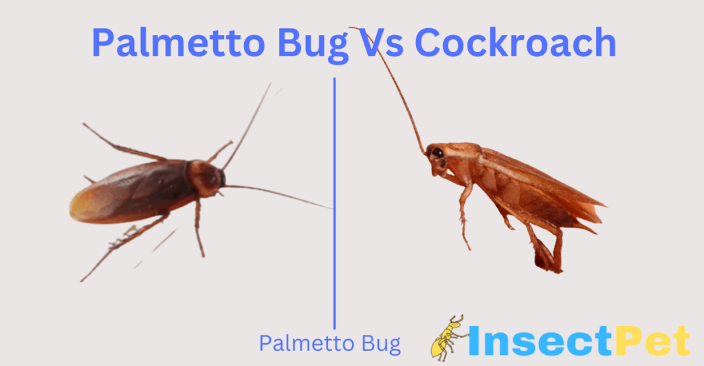 Palmetto Bug vs Cockroach - Difference Between Water Bug and Cockroach