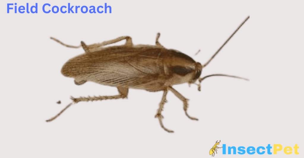 What is a Field Cockroach