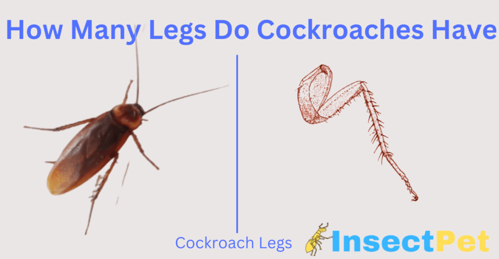 how many legs does a cockroach have